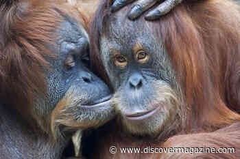 Are Humans the Only Animals That Lie?