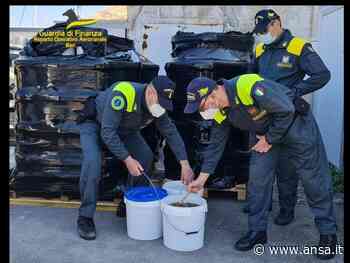Ambiente: in porto Bari sequestrate 3,7 tonnellate oloturie - Agenzia ANSA