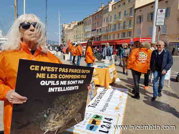 5 raisons de ne plus manger de poisson selon l'association L214 qui a manifesté à Saint-Tropez