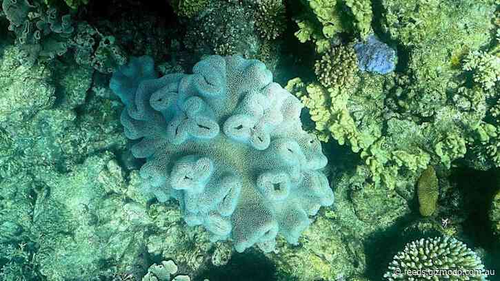 Australia’s Great Barrier Reef Is Suffering Yet Another Mass Bleaching