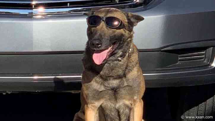 Police dog finds $10.5 million worth of cocaine hidden in produce truck