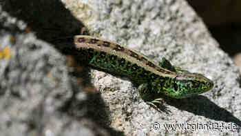 Freilassing: Naturerlebnisradtour Haarmoos, Lesesteinhaufen am Thannberg und Wildbienen-Nisthilfen - bgland24.de