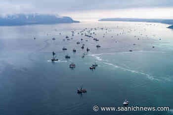Soundings show low herring numbers in Strait of Georgia – Saanich News - Saanich News