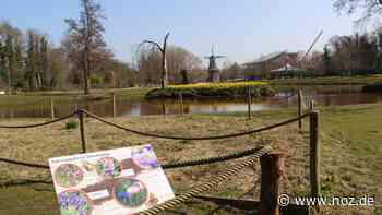 Bunte Flächen für Artenvielfalt: Elf Blühwiesen in Papenburg bieten künftig Platz für Insekten - NOZ