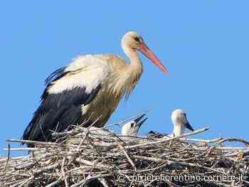 Una coppia di cicogne bianche è tornata al nido “storico” di Fucecchio - Corriere Fiorentino