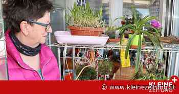 Feldkirchen: Mit ihren Orchideen fühlt sich Elisabeth Hihn "wie im Garten Eden" - Kleine Zeitung