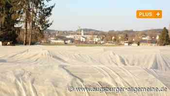 Aichach-Friedberg: Landwirte im Wittelsbacher Land wollen bald den ersten Spargel stechen | Aichacher Nachrichten - Augsburger Allgemeine