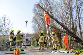 Boom valt om; brandweer opgeroepen vanwege gevaarlijke situatie - ZHZActueel - ZHZActueel