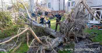 50 jaar oude boom blokkeert na storm drie tuinen: 'Aannemers renden gillend weg' - De Gelderlander