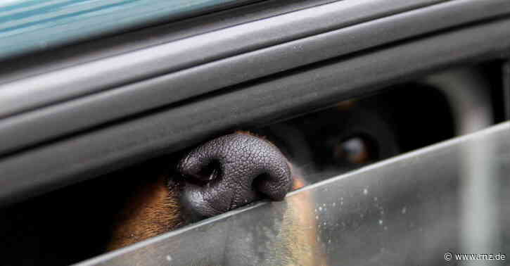 Mannheim:  Hund in überhitztem Auto zurückgelassen