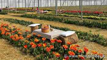 Poco lontano da Monza, puoi prendere un aperitivo tra i tulipani - MonzaToday