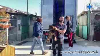 All'Enpa di Monza i primi cani salvati dalle bombe: "Stravolti, ma vivi" - MonzaToday
