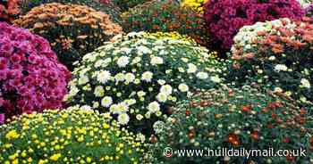 Here are the five best garden centres in and around Hull - Hull Live