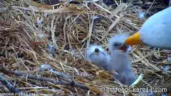 Second eaglet hatches on Minnesota DNR EagleCam