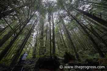 Environmental group gives guarded support for company's old-growth forest plan – Chilliwack Progress - Chilliwack Progress