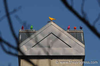 Rainbow-coloured birds on Chilliwack clock tower represent belonging, says artist – Chilliwack Progress - Chilliwack Progress