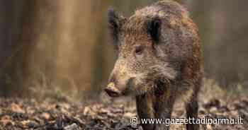 Sempre più cinghiali e sempre più danni (e incidenti) - Gazzetta di Parma