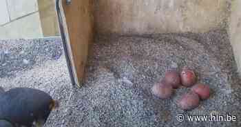 Slechtvalk legt vijfde (!) ei in Walburgatoren in Oudenaarde - Het Laatste Nieuws