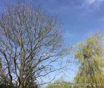 How can you make a difference? Jayne Marcar Langley Park School for Girls - This is Local London