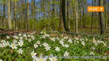 Endlich Frühling! Ein Experte erklärt, was in Augsburg jetzt blüht