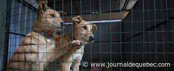[EN IMAGES] Des milliers d’animaux de compagnie abandonnés par leurs maîtres qui fuient l’Ukraine