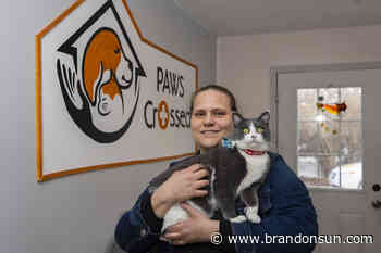 Shelter launching service cat program - The Brandon Sun