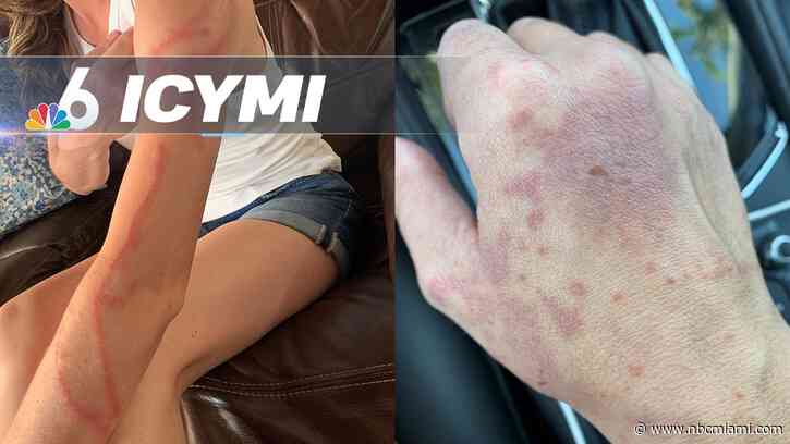 ICYMI: Portuguese Man-of-War Brings Danger to South Florida Beaches, Holocaust Survivors Reunite in Boca Raton After 79 Years