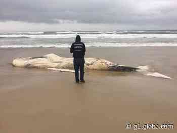 Baleia-jubarte com mais de 9 metros encalha em praia de Imbituba - g1.globo.com