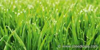 Prato: le cure primaverili - Cose di Casa