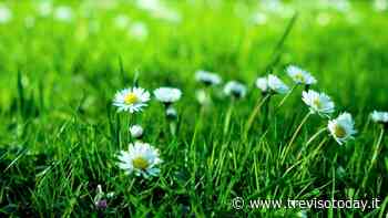 Il prato sul balcone: ecco come realizzarne uno fantastico - TrevisoToday