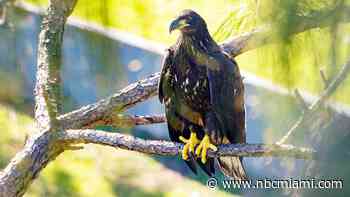 Viral Bald Eaglet Rescued, Freed in Miami-Dade