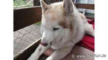 Tierheim Starnberg: Hunde dürfen nicht vermittelt werden – weil Gesetzgeber es so vorsieht - Merkur.de