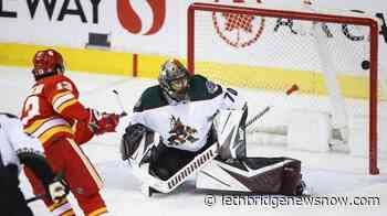 Gaudreau notches three points, Flames hand struggling Coyotes 4-2 loss - Lethbridge News Now