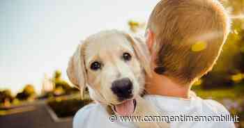 Anche i cani non addestrati sono in grado di salvarci: lo studio - Commenti Memorabili