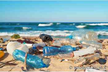 Scoperta una specie marina capace di degradare la plastica: ecco come - Ambiente