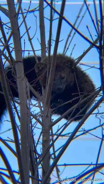 Fast-moving, furry and ferocious, the fisher cat doesn't really like fish. And it's not a cat.
