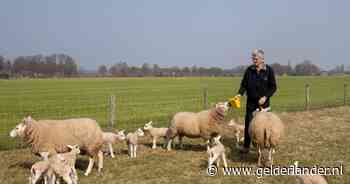 'Babyboom' bij Gerrie in Greffelkamp: zijn drie schapen krijgen allemaal een drieling - De Gelderlander