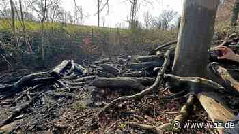 Trockenheit: Feuerwehr Witten löscht zwei Flächenbrände - WAZ News