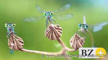 Schau in Braunschweig: Das Insektensterben ist kein Schicksal - Braunschweiger Zeitung