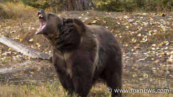 Montana father of 4 killed in apparent grizzly bear attack near Yellowstone National Park