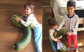 Aposentado colhe abóbora de mais de 12kg, em Trindade - g1.globo.com