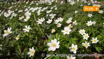 Augsburg: Endlich Frühling! Ein Experte erklärt, was in Augsburg jetzt blüht | Augsburger Allgemeine - Augsburger Allgemeine