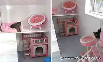 Hackney council spent £19,000 on 'luxury' hotel for four cats abandoned by ill owner - Daily Mail