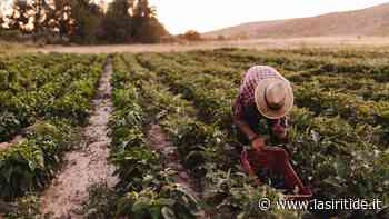 A Matera la rete del lavoro agricolo di qualità - La Siritide