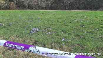 Blumen in Bad-Teinach-Zavelstein: Krokus kommt auf die Ortsschilder