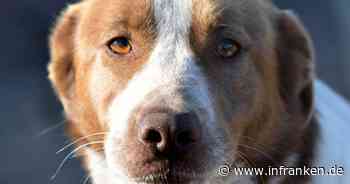 Tierheim Bamberg: Liebe und schüchterne Hündin überlebt Straßenhölle - jetzt wird sie kaum beachtet