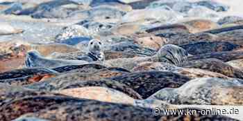Fellwechsel: Hunderte Kegelrobben liegen am Helgoländer Strand