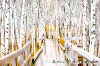 Connecting words and images the focus of next workshop - Delta Optimist