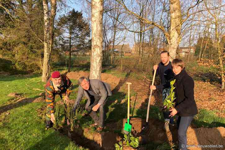 Haag van 200 meter lang  vermindert inkijk op militair domein: “Liever geen plastic scherm of betonnen muur”