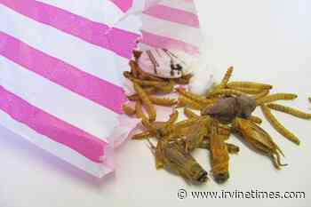 UK's edible insect traders call for end to post-Brexit food law confusion - Irvine Times